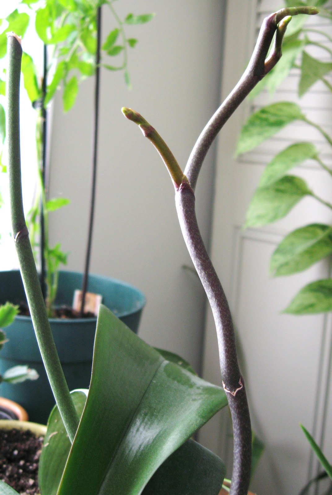 Garden Broad Orchid Bloom Spike