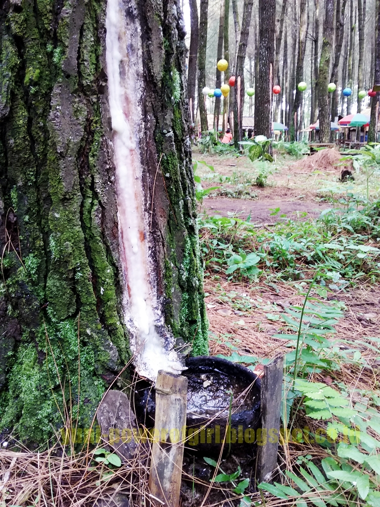 Wisata Pinus Songgon, Wisata Instagramable Banyuwangi ...