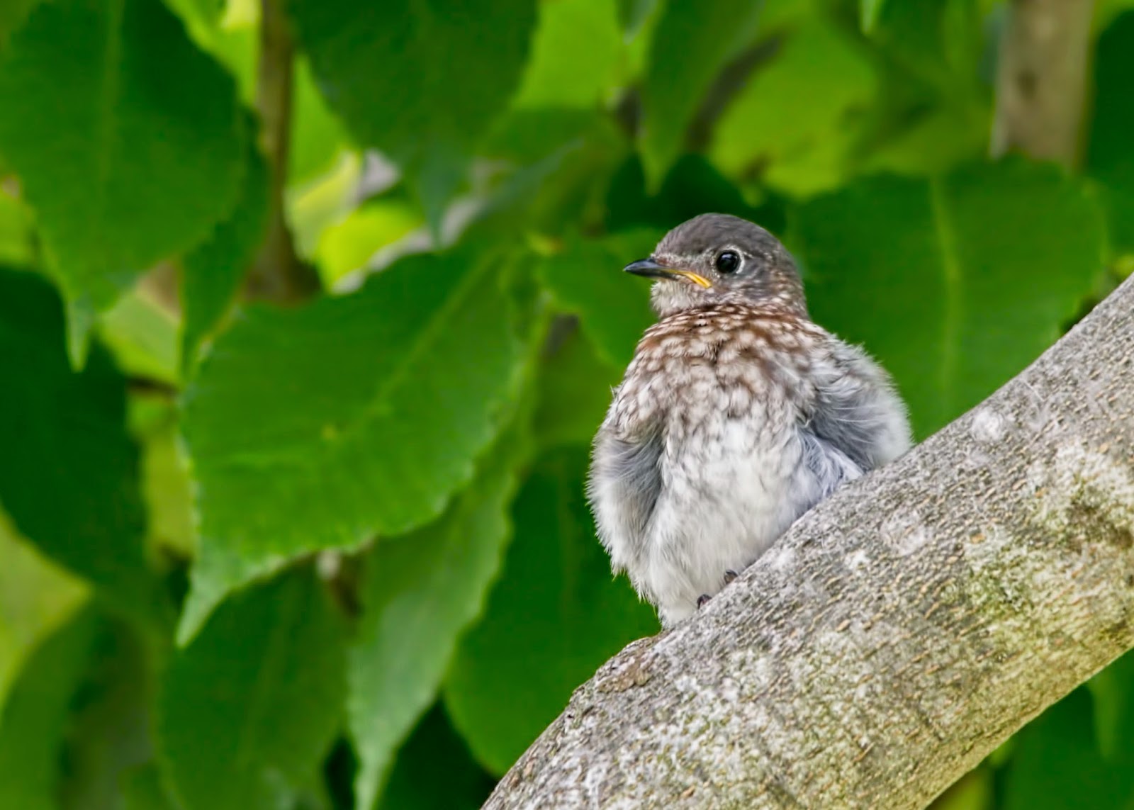 Raising an Eastern Bluebird: RELEASE DAY!!!