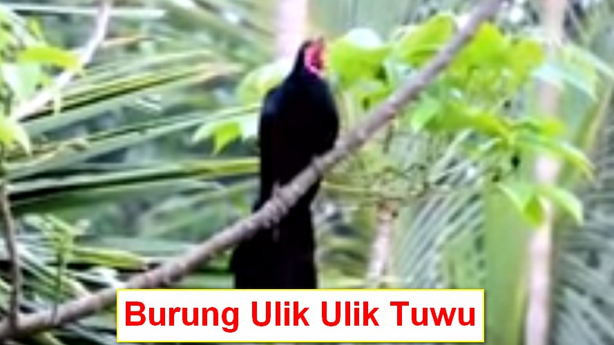 Burung Kedasih Ulik Ulik Tuwu Jantan Dan Betina
