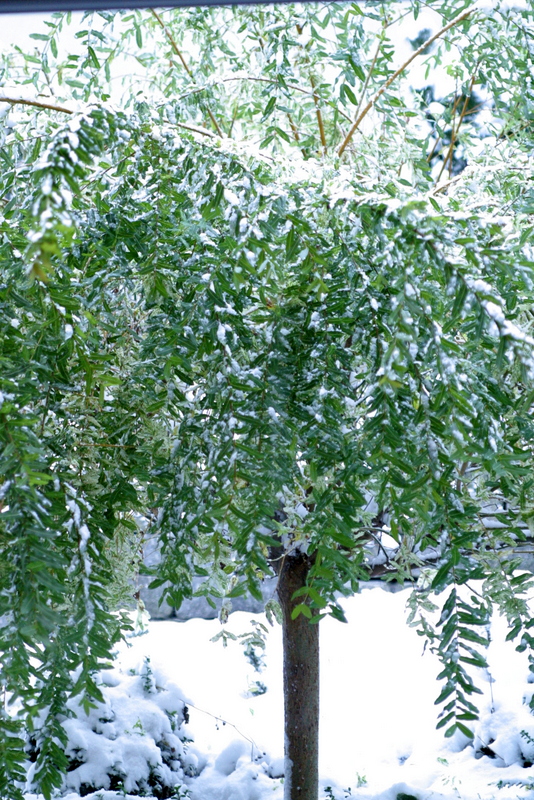 Harlekin weide schneiden