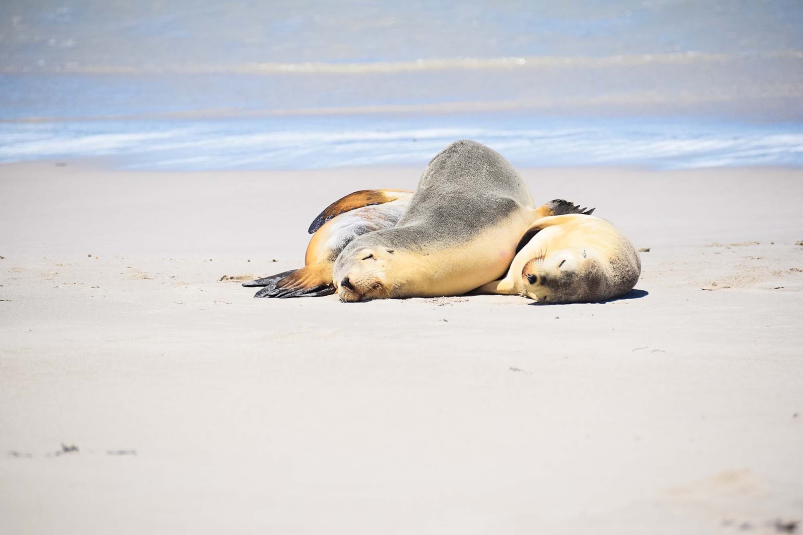 lazy seals at seal bay conservation park