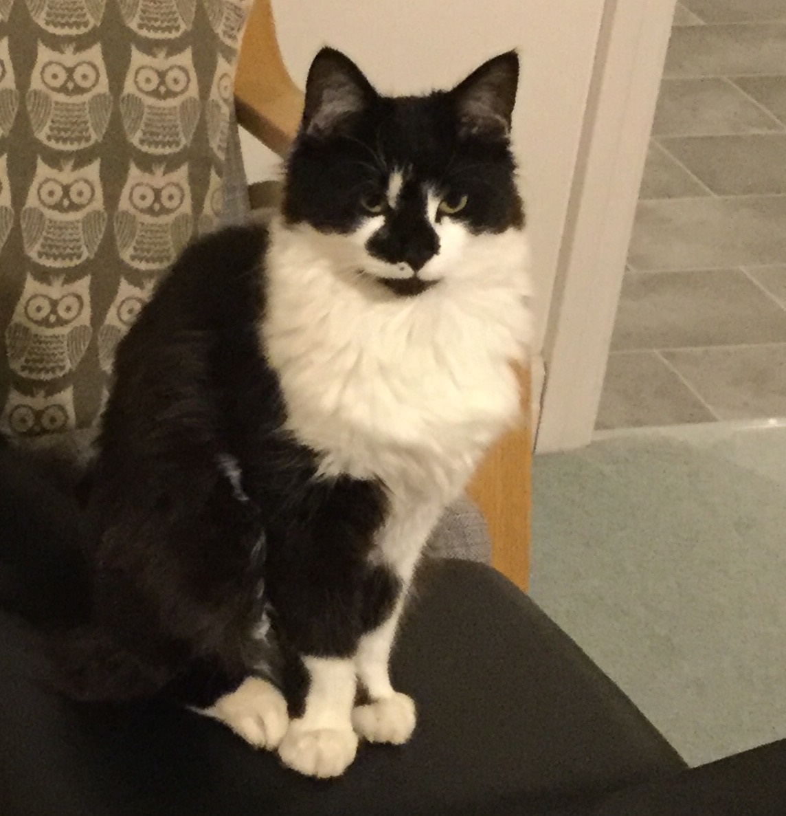 Lancaster & Morecambe Pet Search Lost Cats