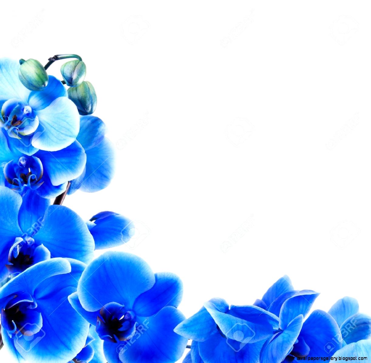 Blue Orchid Images Stock Pictures Royalty Free Blue Orchid