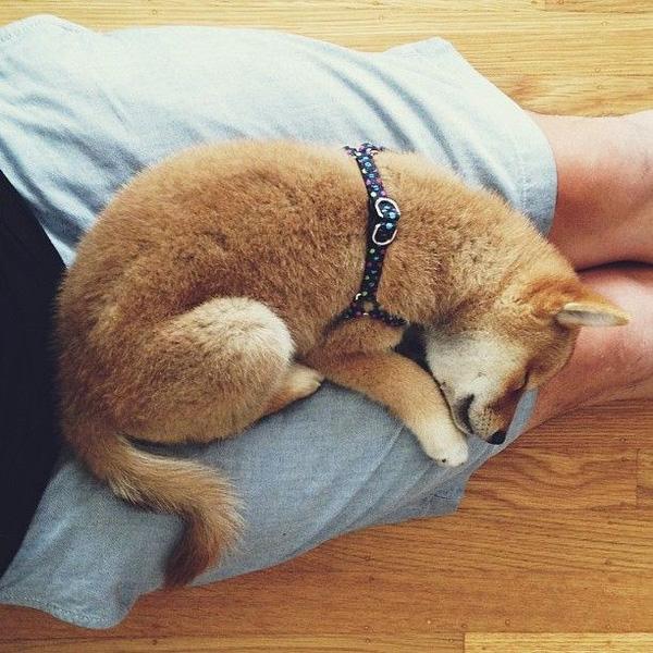 16 bé cún Shiba Inu ngái ngủ đáng yêu tới nỗi chẳng nỡ đánh thức