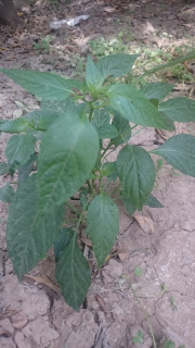 Chilli plant 