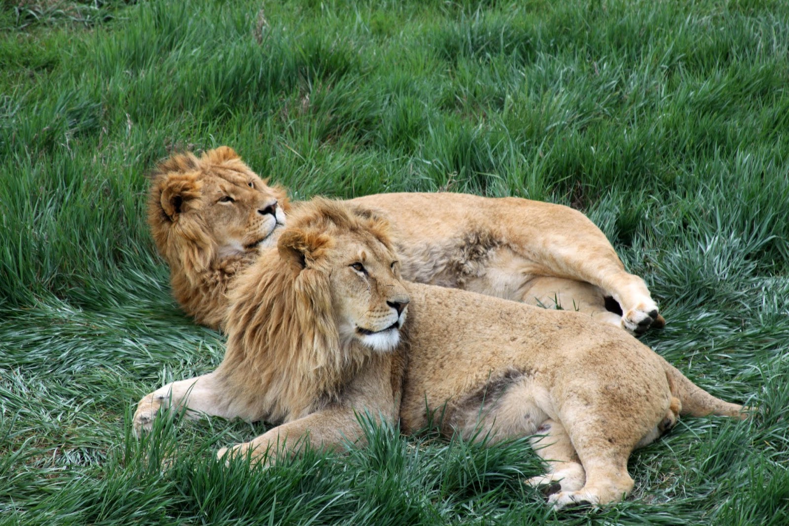 Молодые львы. Лев и львица любовь картинки. Молодой Лев.