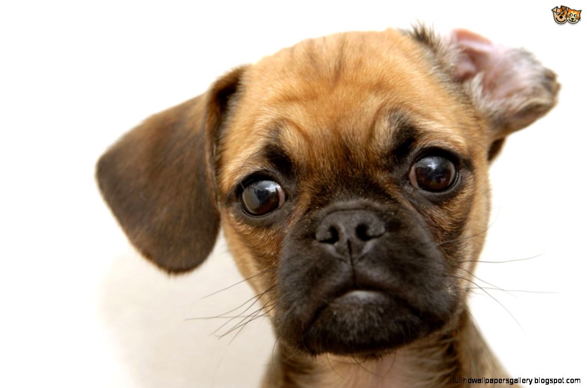 Cute Mixed Dog Breeds   wallpaper