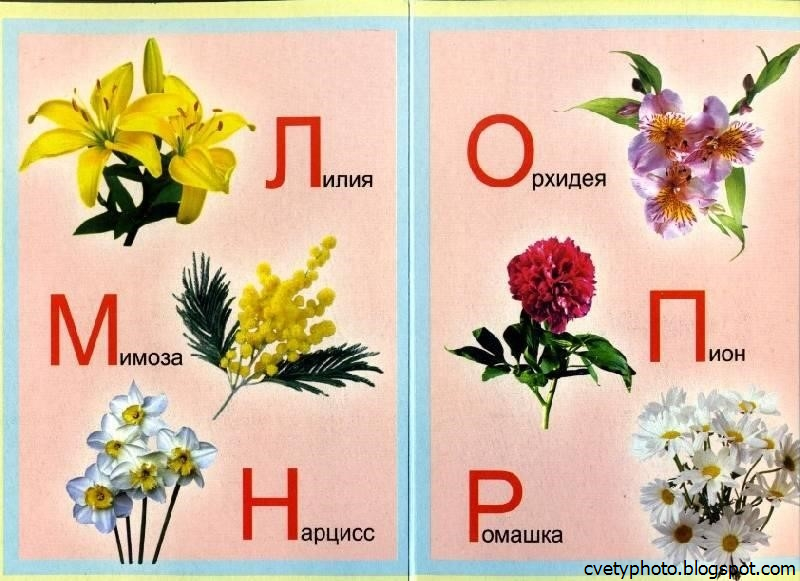 Цветы на букву и список и фото