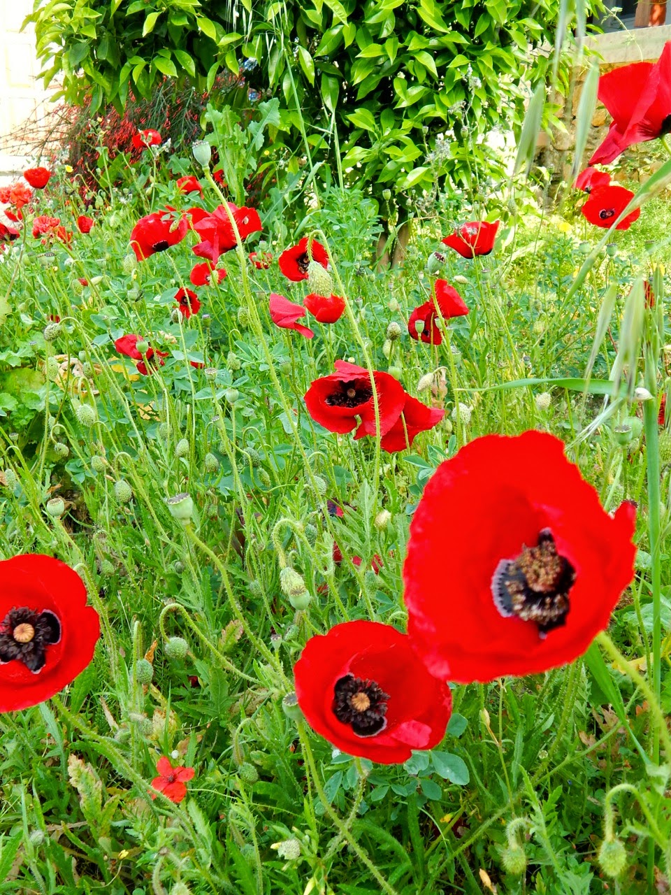 Poppies for Peace