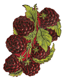 fruit blackberry image digital clip art botanical illustration