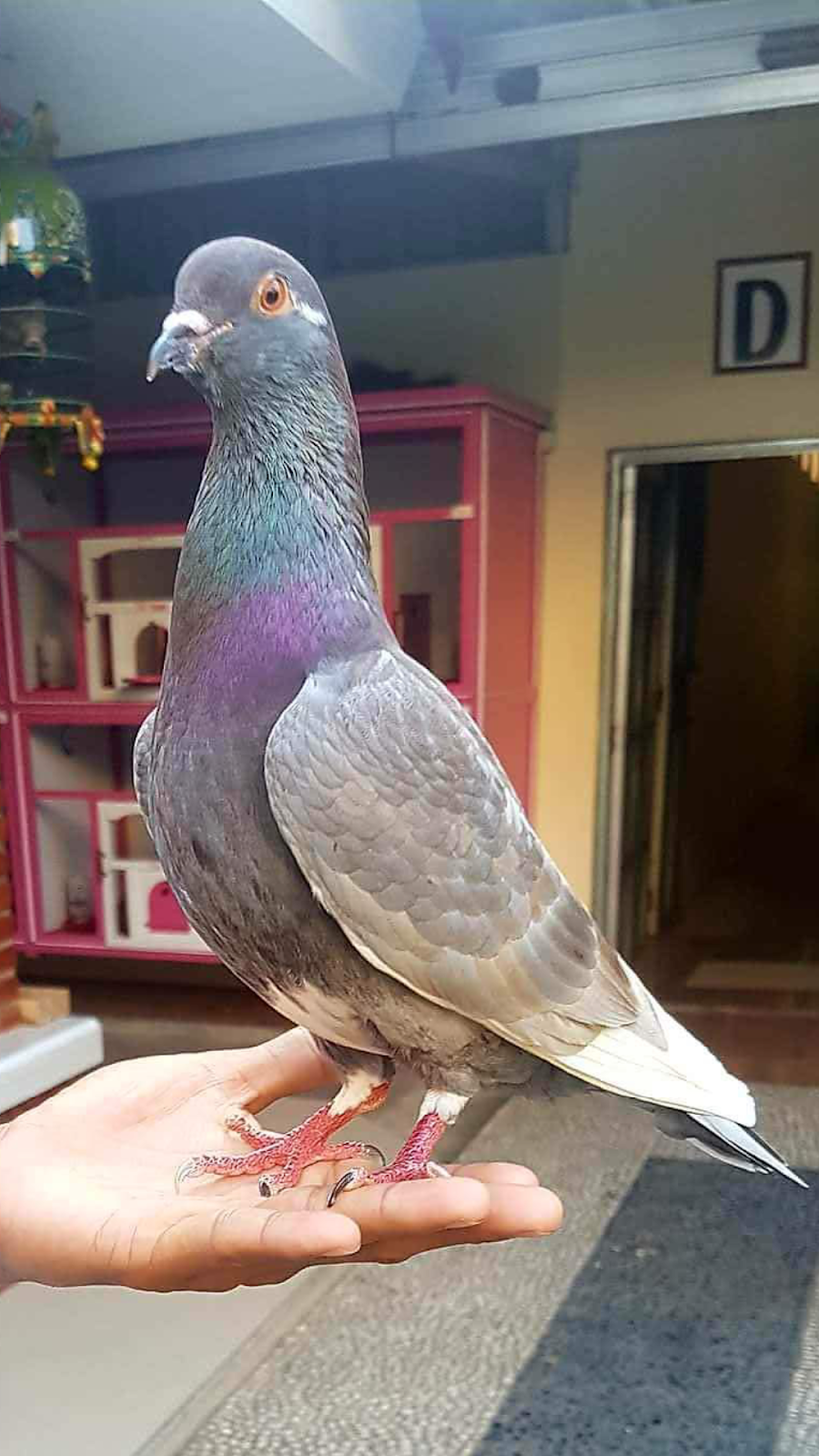 Sang Jendral Bangun Dari Tidur