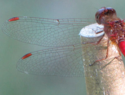 ruby meadowhawk dragonfly
