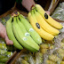 Υπό εξαφάνιση οι μπανάνες;