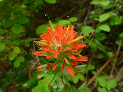 [Scrophulariaceae] - Castilleja spp. red