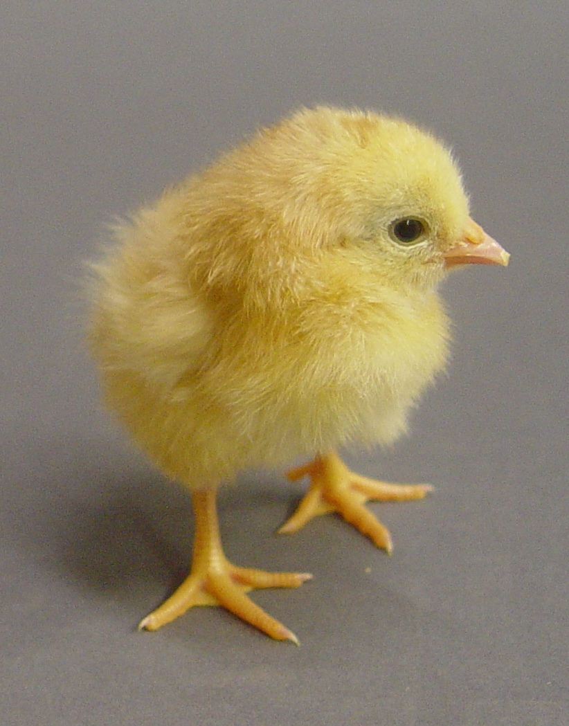 Почему курица желтая. Цыпленок. Желтый цыпленок. Цыпленок желтенький. Маленькие цыплята.