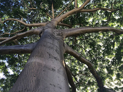 Tree-Kapok