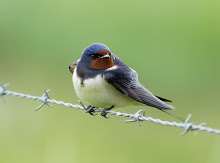 Barn Swallow