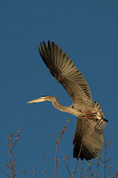 wind birds flight check fly into way ardea croix herodias river st
