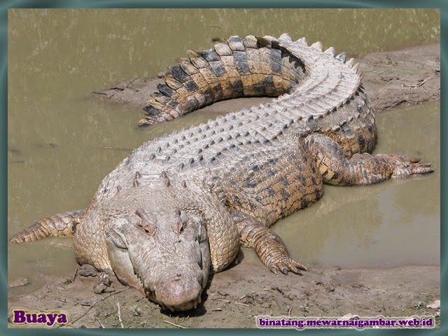 Daftar Nama Binatang Amfibi Nama Gambar Binatang A Z