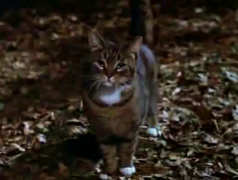 El gato de Peggy observa a Corky (Anthony Hopkins) en Magic - Cine de Escritor