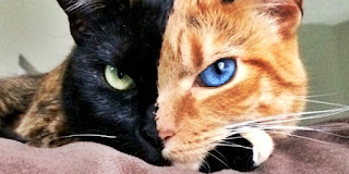 Ini Dia 8 Kucing Yang mempunyai Warna Mata Berbeda Namun Tampak Indah Ini Dia 8 Kucing Yang mempunyai Warna Mata Berbeda Namun Tampak Indah