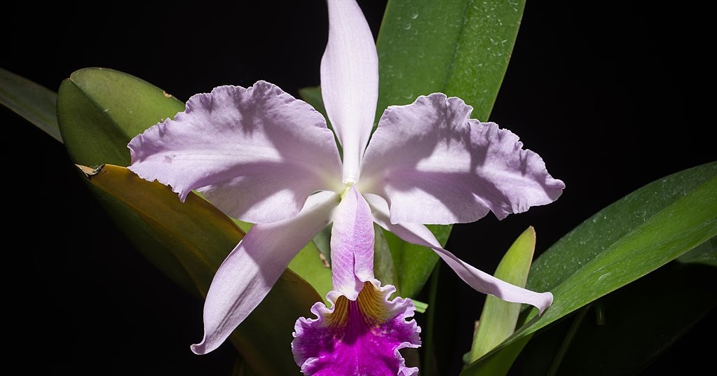 Cattleya gaskelliana care and culture Travaldo's blog