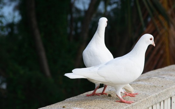 White pigeons Cute Love Romantic Images