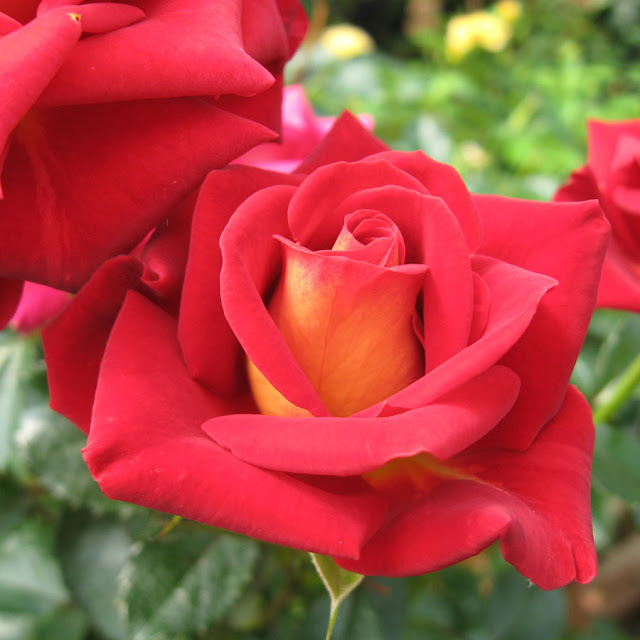 Tarım Siteniz: Gül Çeşitleri(Rose Types)