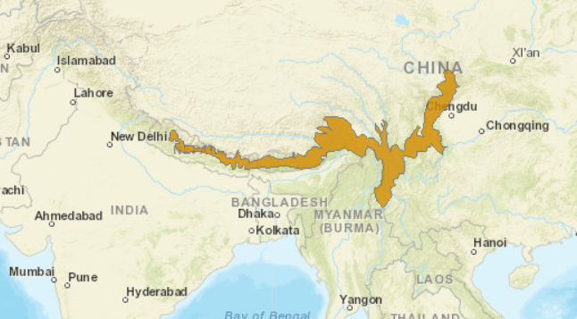 Group 2: Red Panda - Ailurus fulgens - by Ryanne Browers
