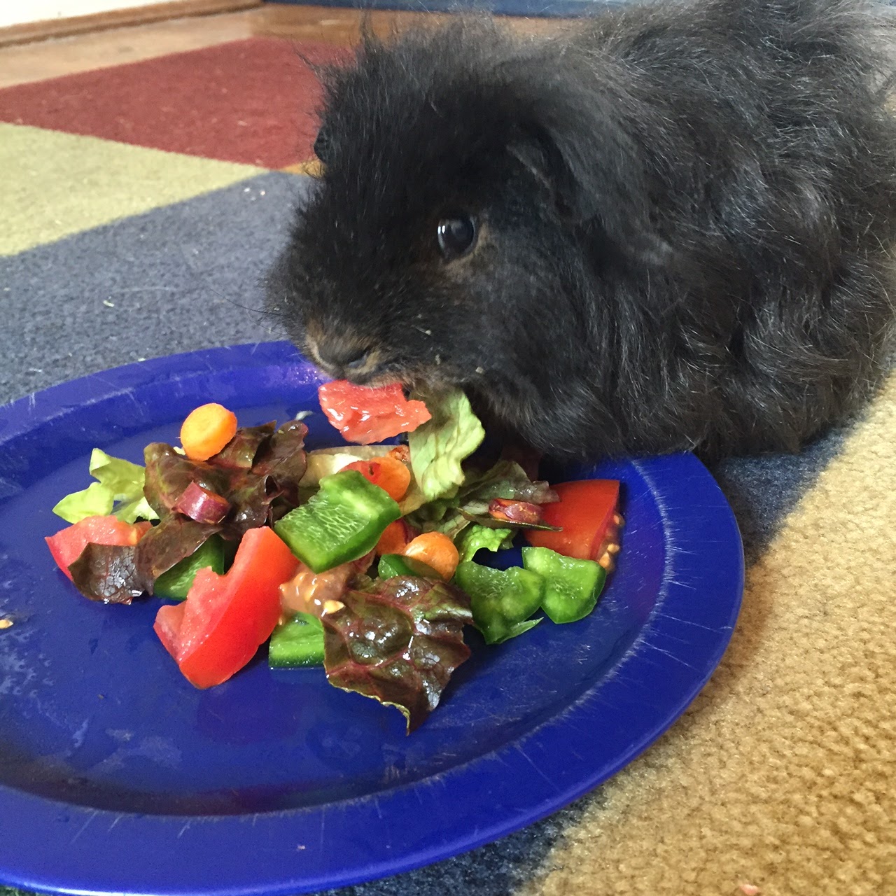 Cavy Savvy A Guinea Pig Blog Antibiotics and the Guinea Pig Microbiome