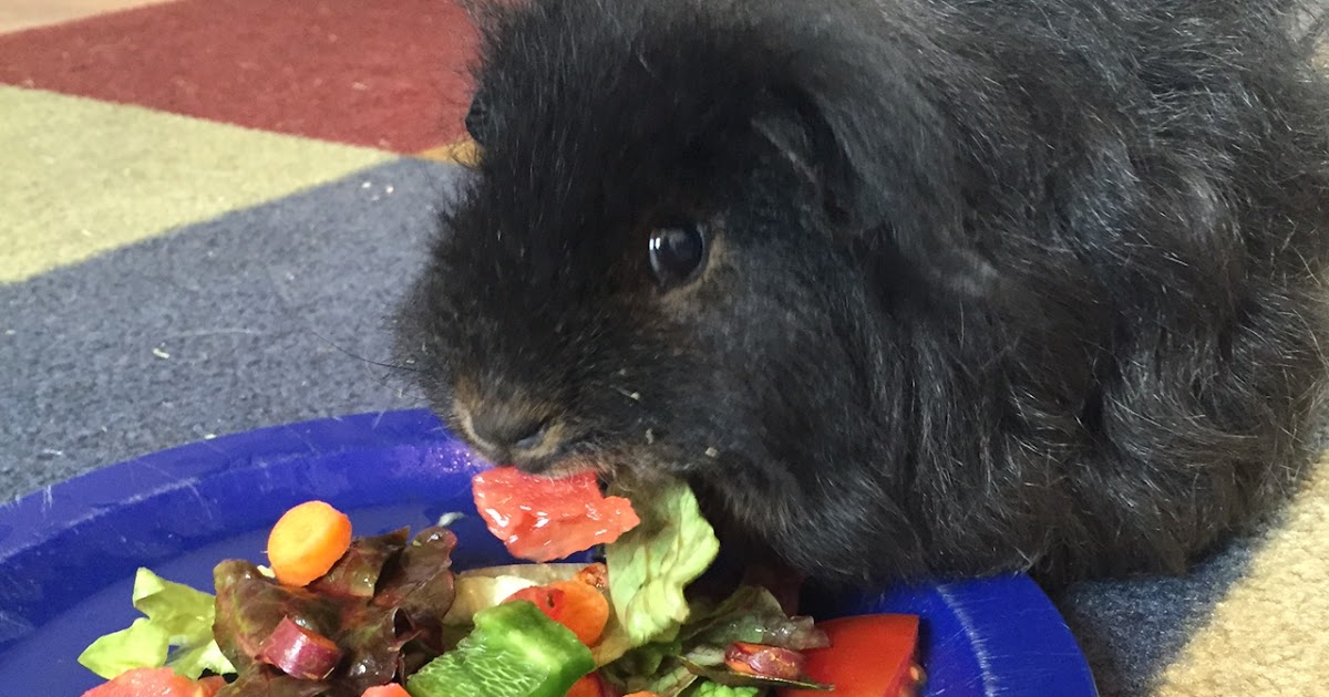 Cavy Savvy A Guinea Pig Blog Antibiotics and the Guinea Pig Microbiome