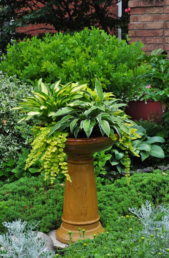 Three Dogs In A Garden Creating Miniature Here Are Two Other Birdbath Planters That Might Inspire You This Is Filled With An Assortment Of Hostas And Has Creeping Jenny Spilling Over The
