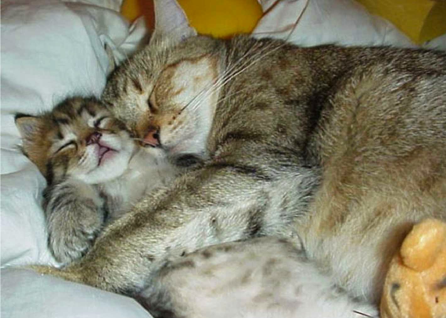 Cute Cats Sleeping with Love Wallpaper