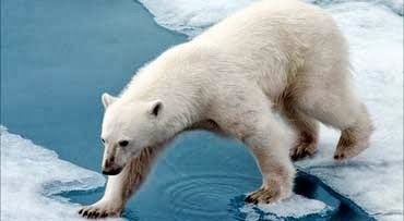 Beruang Kutub Raksasa Dari Kutub Utara Re Tawon