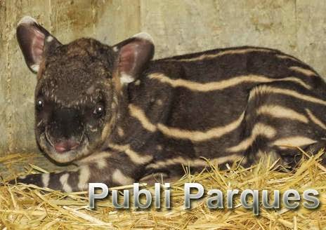 cría de tapir amazónico