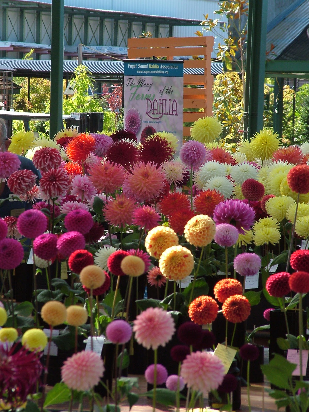 Shoreline Area News A grand dahlia show at Sky Nursery