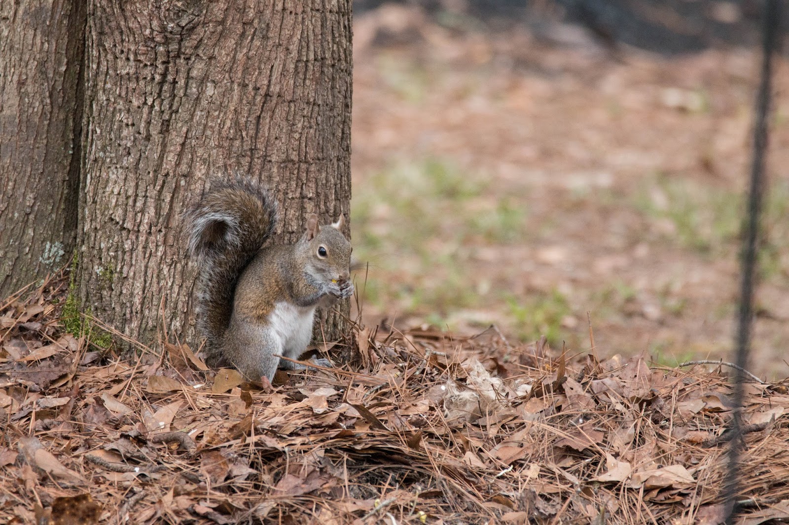 Three Farm Animals And Squirrel