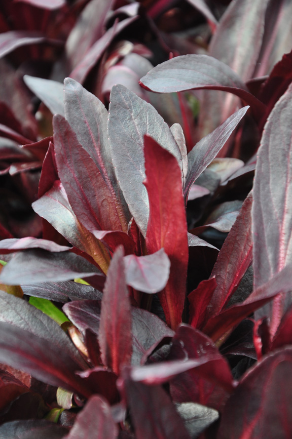 Three Dogs in a Garden L is for Lobelia