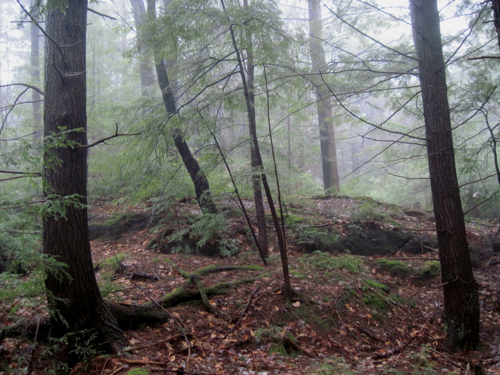RavenWood Forest: Late April Mist