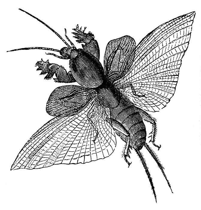 Как нарисовать медведку легко по этапно