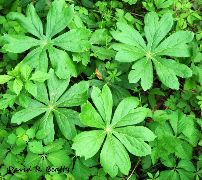 Herbal Remedies at Home: MAKING A BLACK SALVE