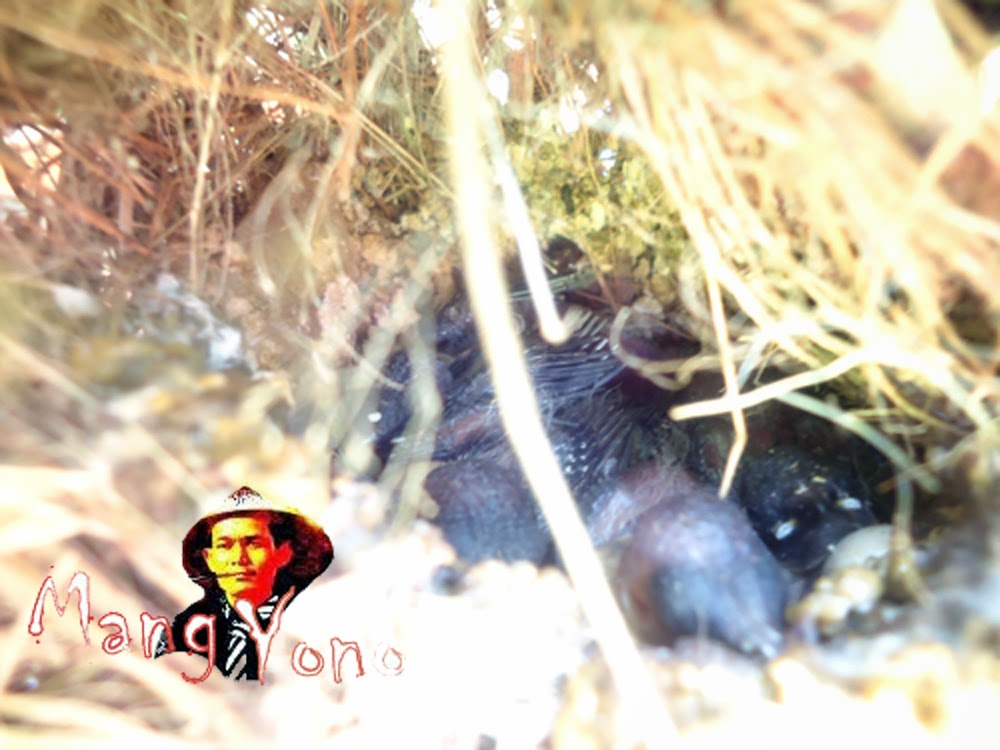 Cerita Berburu Telur Burung Pipit Anak Burung Sarang Burung Pipit