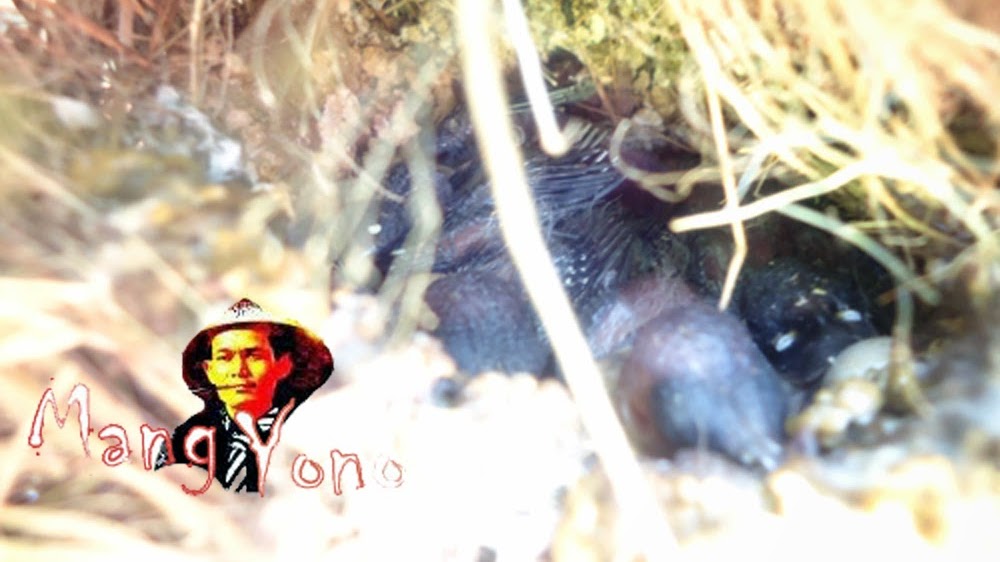 Cerita Berburu Telur Burung Pipit Anak Burung Sarang Burung Pipit