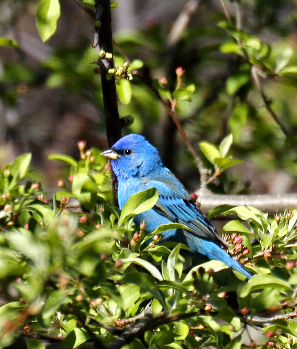 Prospect Park Bird Sightings & North Brooklyn Nature News Fwd Indigo