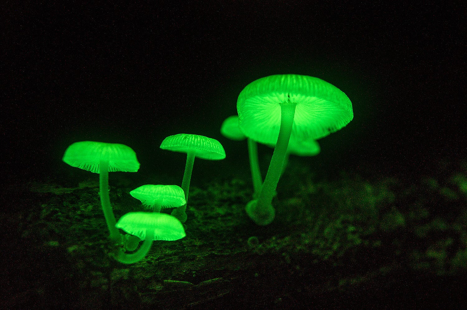 Гнилушки источник света. Мицена хлорофос гриб. Mycena LUXAETERNA. Chlorophos Mycena люминесцентный гриб. Poromycena manipularis.