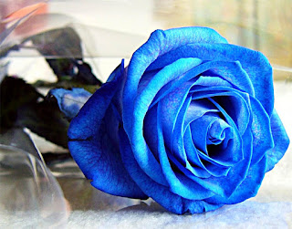 Blue roses don't exist in nature