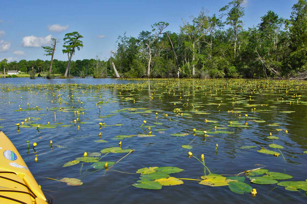 Kayaking the MobileTensaw River Delta 05/31/2012 Halls Mill Creek