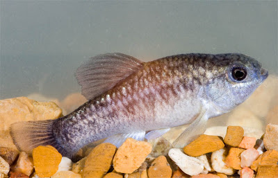 pez cachorro de Pecos Cyprinodon pecosensis