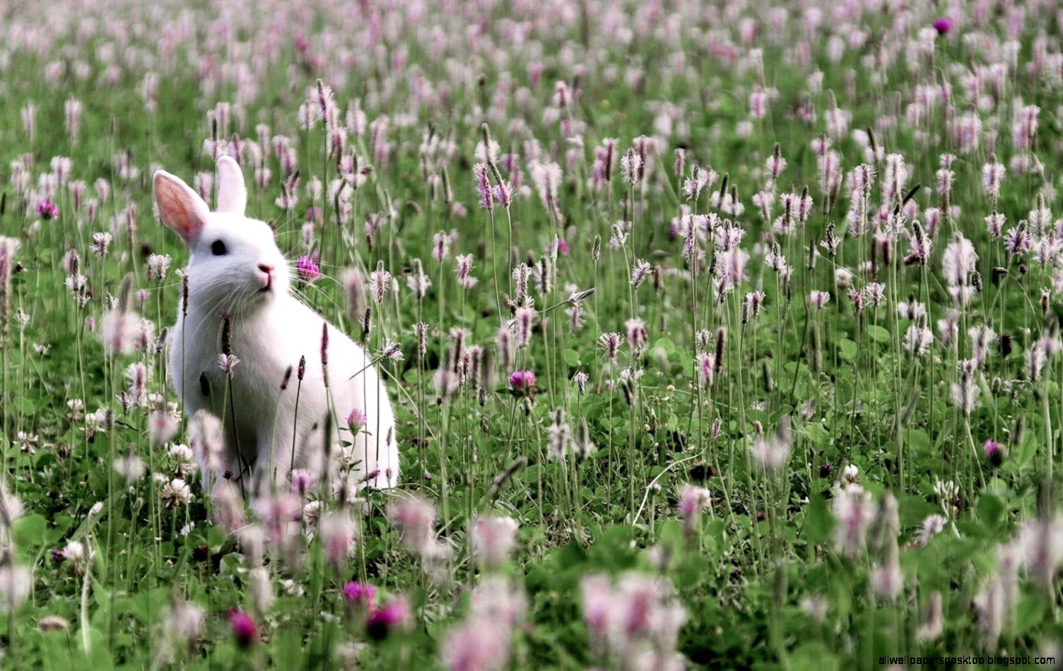 Rabbit Grass Field Hd Wallpaper